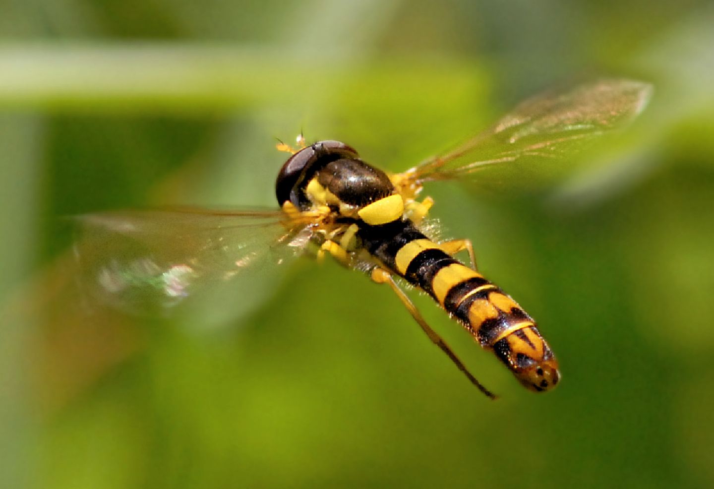 Sphaerophoria sp. (Syrphidae)